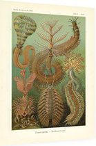 Sabella - Chaetopoda (Kunstformen der Natur), Ernst Haeckel - Foto op Dibond - 30 x 40 cm