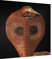 Bruine Cobra Art - Foto op Dibond - 80 x 80 cm