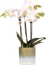 Kolibri Orchids | Witte phalaenopsis orchidee in gouden Flame sierpot - 40cm hoog - potmaat Ø9cm