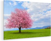 Artaza Glasschilderij - Roze Sakura Bloesem Boom In Het Groene Veld - 75x50 - Plexiglas Schilderij - Foto op Glas