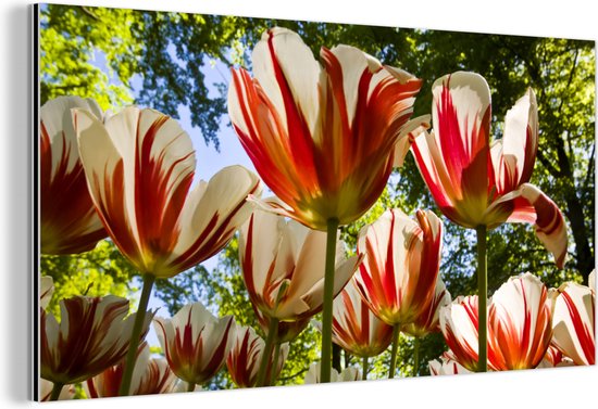 Wanddecoratie Metaal - Aluminium Schilderij - Een tuin met rood met witte tulpen
