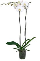 ZynesFlora - Phalaenopsis - Orchidee - Ø 15cm - ↕ Hoogte: 75-85 cm - Paars - Kamerplant