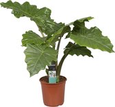 Alocasia 'Portadora' | Olifantsoor - Kamerplant in kwekerspot  ⌀21 cm - ↕80-90 cm