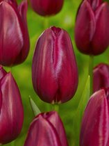 200x Tulpen 'National velvet'  bloembollen met bloeigarantie