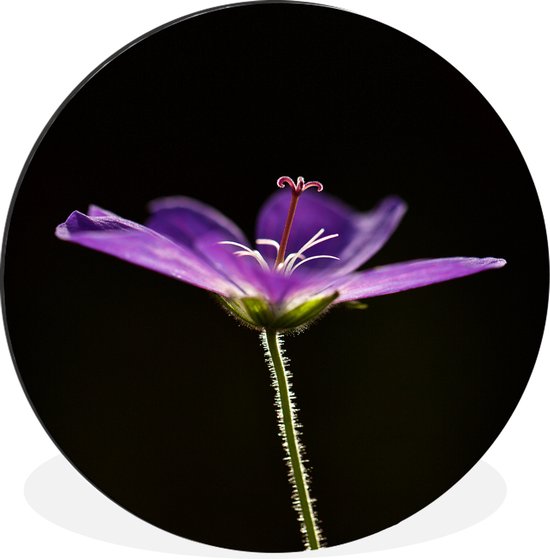 WallCircle - Wandcirkel - Muurcirkel - Een paarse geranium op een zwarte achtergrond - Aluminium - Dibond - ⌀ 90 cm - Binnen en Buiten