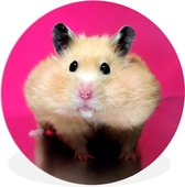 WallCircle - Wandcirkel ⌀ 30 - Hamster met roze achtergrond - Ronde schilderijen woonkamer - Wandbord rond - Muurdecoratie cirkel - Kamer decoratie binnen - Wanddecoratie muurcirkel - Woonaccessoires