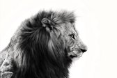 King of the jungle – 60cm x 90cm - Fotokunst op PlexiglasⓇ incl. certificaat & garantie.