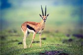 Gazelle – 135cm x 90cm - Fotokunst op PlexiglasⓇ incl. certificaat & garantie.
