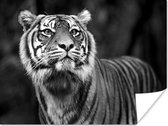 Affiche Tigre - Jungle - Zwart - Wit - 40x30 cm