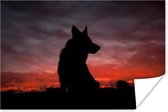 Poster Wolf - Roofdier - Zonsondergang - 30x20 cm