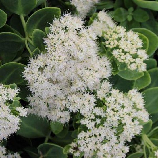 6x Sedum spectabile ‘Stardust’ - Vetkruid - Pot 9x9 cm
