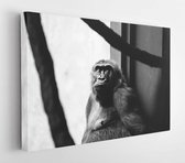 Canvas schilderij - Monochrome photo of monkey leaning on wall  -     3347245 - 115*75 Horizontal