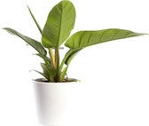 Plant in hydrocultuur systeem van Botanicly: Philodendron imperial Green met weinig onderhoud – in wit kleurig hydrocultuur sierpot – Hoogte: 25 cm