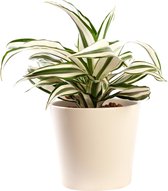 Plant in hydrocultuur systeem van Botanicly: Drakenboom met weinig onderhoud – in crème kleurig hydrocultuur sierpot – Hoogte: 25 cm – Dracaena derem. White Jewel