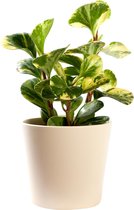 Plant in hydrocultuur systeem van Botanicly: Dwergpeper met weinig onderhoud – in crème kleurig hydrocultuur sierpot – Hoogte: 30 cm – Peperomia obtusifolia USA