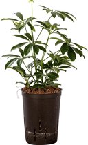 Plant in hydrocultuur systeem van Botanicly: Vingersboom met weinig onderhoud – Hoogte: 35 cm – Schefflera arboricola