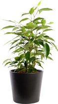 Plant in hydrocultuur systeem van Botanicly: Treurvijg met weinig onderhoud – in antraciet kleurig hydrocultuur sierpot – Hoogte: 35 cm – Ficus benjamina Anastasia
