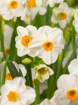 80x Narcissen 'Geranium'  bloembollen met bloeigarantie