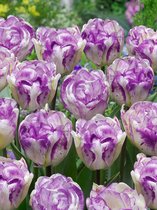 100x Tulpen 'Dubbel shirley'  bloembollen met bloeigarantie