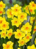 100x Narcissen 'Martinette'  bloembollen met bloeigarantie