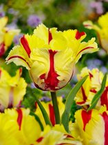 40x Tulpen 'Flaming parrot'  bloembollen met bloeigarantie