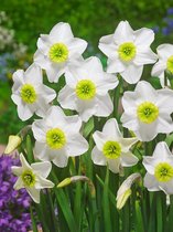 16x Narcissen 'Sinopel' - BULBi® Bloembollen met bloeigarantie