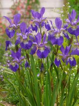 20x Iris 'Iris ceasars brother sibirica'  bloembollen met bloeigarantie