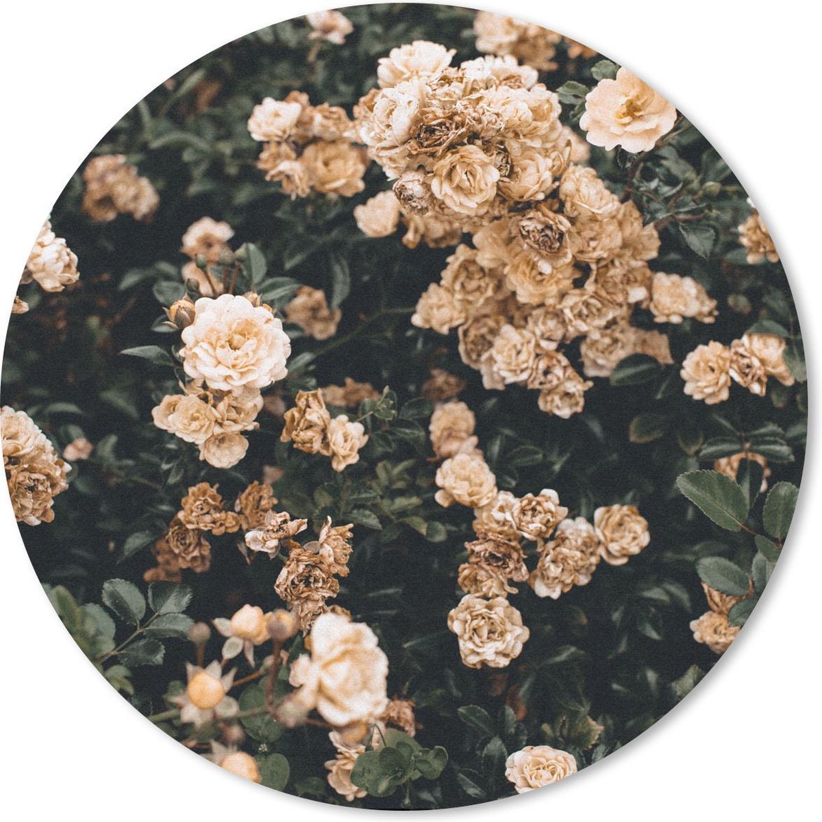 Muismat rond 30x30 cm - Mousepad Rozen - Struik - Bruin - Wit - Ronde muismatten