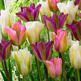 20x Tulpen - Tulipa - Mix 'Greenland' - roze-paars-wit - 20 bollen