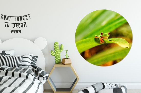 Grenouille maca aux yeux rouges entre les feuilles au Costa Rica Assiette en plastique cercle mural ⌀ 120 cm - impression photo sur cercle mural / cercle vivant (décoration murale)