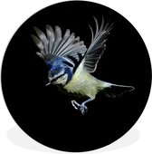 Pimpelmees sur fond noir Assiette en plastique cercle mural ⌀ 150 cm - impression photo sur cercle mural / cercle vivant (décoration murale)