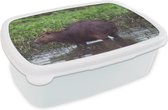 Broodtrommel Wit - Lunchbox - Brooddoos - Een Capibara in een moeras gebied - 18x12x6 cm - Volwassenen