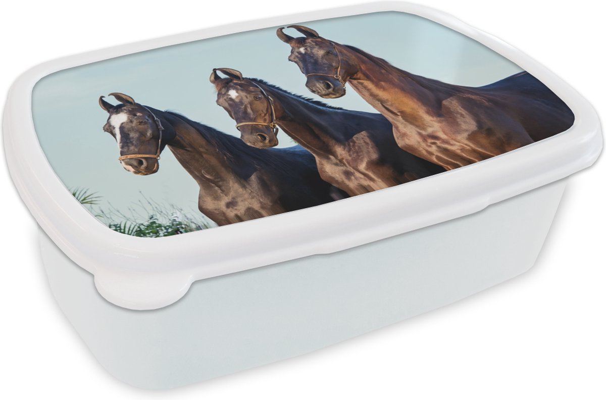 Broodtrommel Wit - Lunchbox - Brooddoos - Paarden - Halster - Bruin - 18x12x6 cm - Volwassenen
