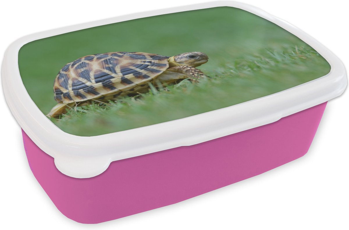 Broodtrommel Roze - Lunchbox - Brooddoos - Schildpad op gras - 18x12x6 cm - Kinderen - Meisje