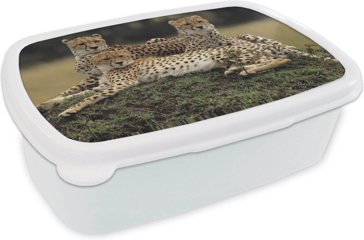 Broodtrommel Wit - Lunchbox - Brooddoos - Drie cheetahs op de savanne - 18x12x6 cm - Volwassenen