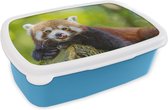 Broodtrommel Blauw - Lunchbox - Brooddoos - Rode Panda - Natuur - Boomstam - 18x12x6 cm - Kinderen - Jongen