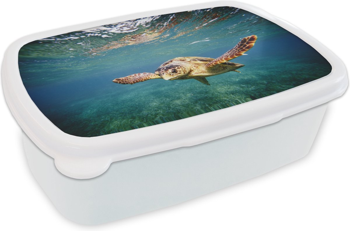 Broodtrommel Wit - Lunchbox - Brooddoos - Schildpad - Water - Blauw - 18x12x6 cm - Volwassenen
