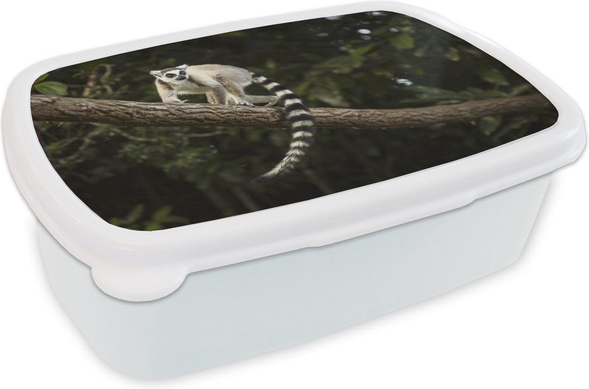 Broodtrommel Wit - Lunchbox - Brooddoos - Aap - Tak - Dier - 18x12x6 cm - Volwassenen