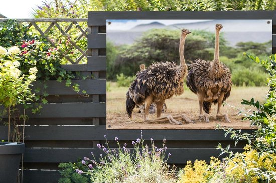Affiche de jardin d'autruches femelles 120x80 cm - Toile de jardin / Peintures extérieur / Peintures d'extérieur (décoration de jardin)