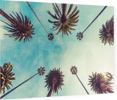 De palmbomen op Hollywood Boulevard in Los Angeles - Foto op Plexiglas - 90 x 60 cm