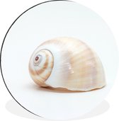 WallCircle - Cercle Mural - Cercle Mural - Animaux - Coquillage - Spirale - Aluminium - Dibond - 90x90 cm - Intérieur et Extérieur