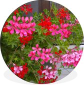 WallCircle - Wandcirkel - Muurcirkel - Geranium bloemen in de tuin - Aluminium - Dibond - ⌀ 140 cm - Binnen en Buiten