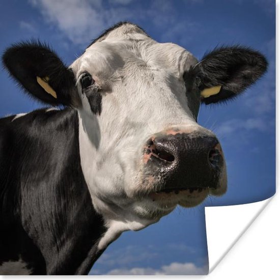 Friese koe met een witte kop Poster 75x75 cm - Foto print op Poster (wanddecoratie woonkamer / slaapkamer) / Boerderijdieren Poster