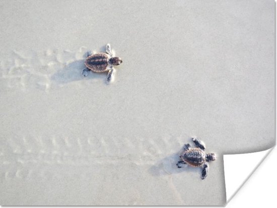 Twee kleine schildpadden Poster - Foto print op Poster (wanddecoratie)