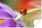 Lieveheersbeestje op een paarse bloem Poster 90x60 cm - Foto print op Poster (wanddecoratie)