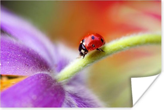 Lieveheersbeestje op een paarse bloem Poster - Foto print op Poster (wanddecoratie)
