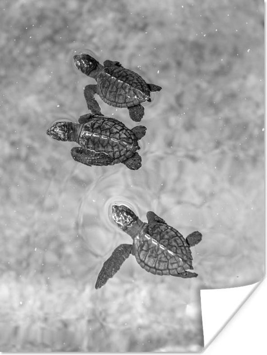 Poster Schildpadden zwart-wit foto - 90x120 cm