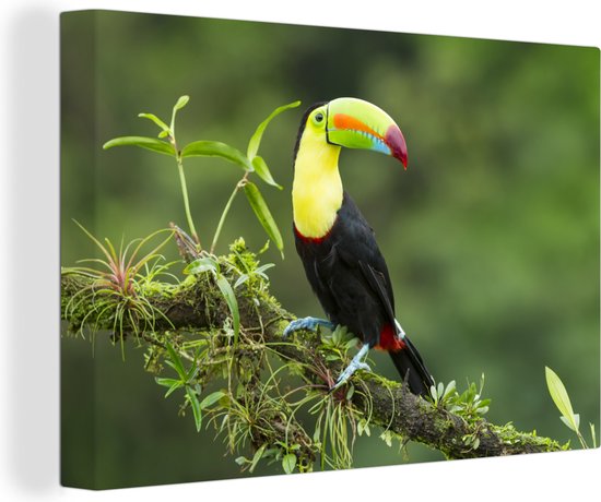 Un toucan sur une branche d'arbre moussu Toile 120x80 cm - Tirage photo sur toile (Décoration murale salon / chambre)
