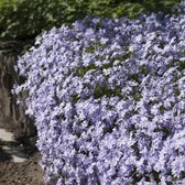 25 x Kruipphlox Blauw / Kruipende Vlambloem - Phlox subulata 'Emerald Cushion Blue' in 9x9cm pot met hoogte 5-10cm