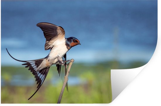 Stickers muraux - Vogel - Zwaluw - Mouches - 120x80 cm - Film adhésif